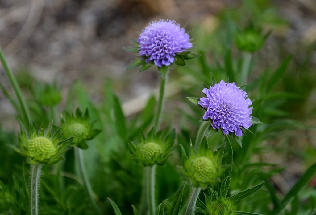 Field Scabious Seeds, Pin-cushion flowers, Knautia Arvensis KN2220