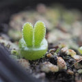 Bunny Ear Succulent SEEDS, Monilaria Moniliformis, MN2010