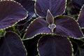 Chocolate Mint Coleus Seeds, Pelleted, Indoor Shade Plant CC0210P