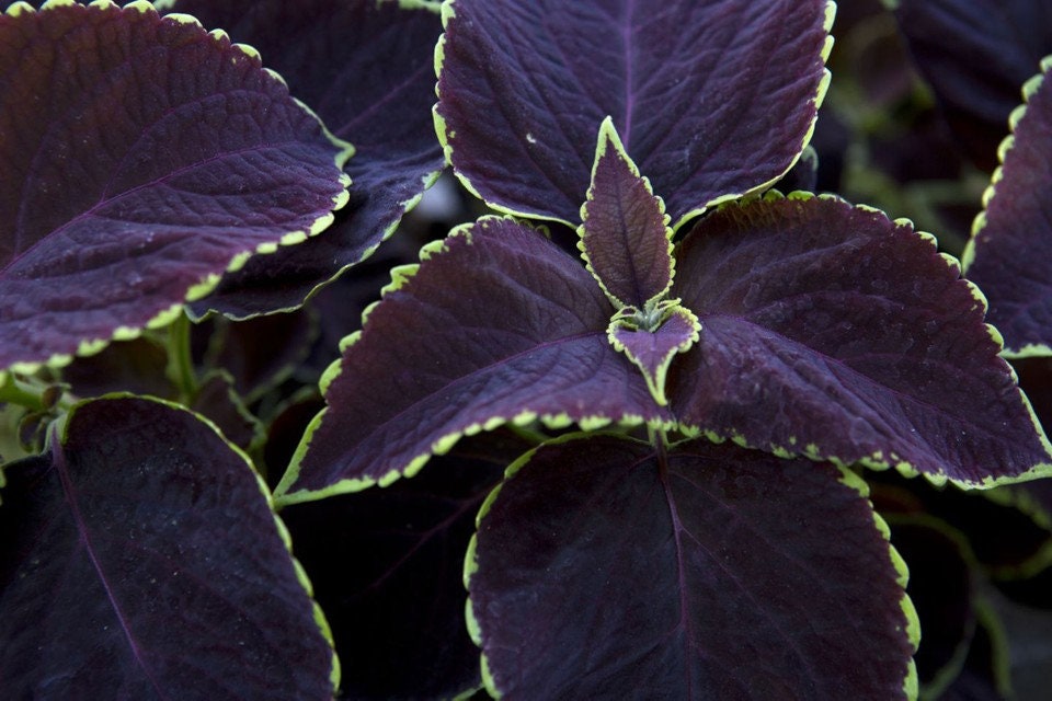 Chocolate Mint Coleus Seeds, Pelleted, Indoor Shade Plant CC0210P