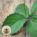Organic Holy Basil Seeds, Kapoor Tulsi, Ocimum Africanum OC101C