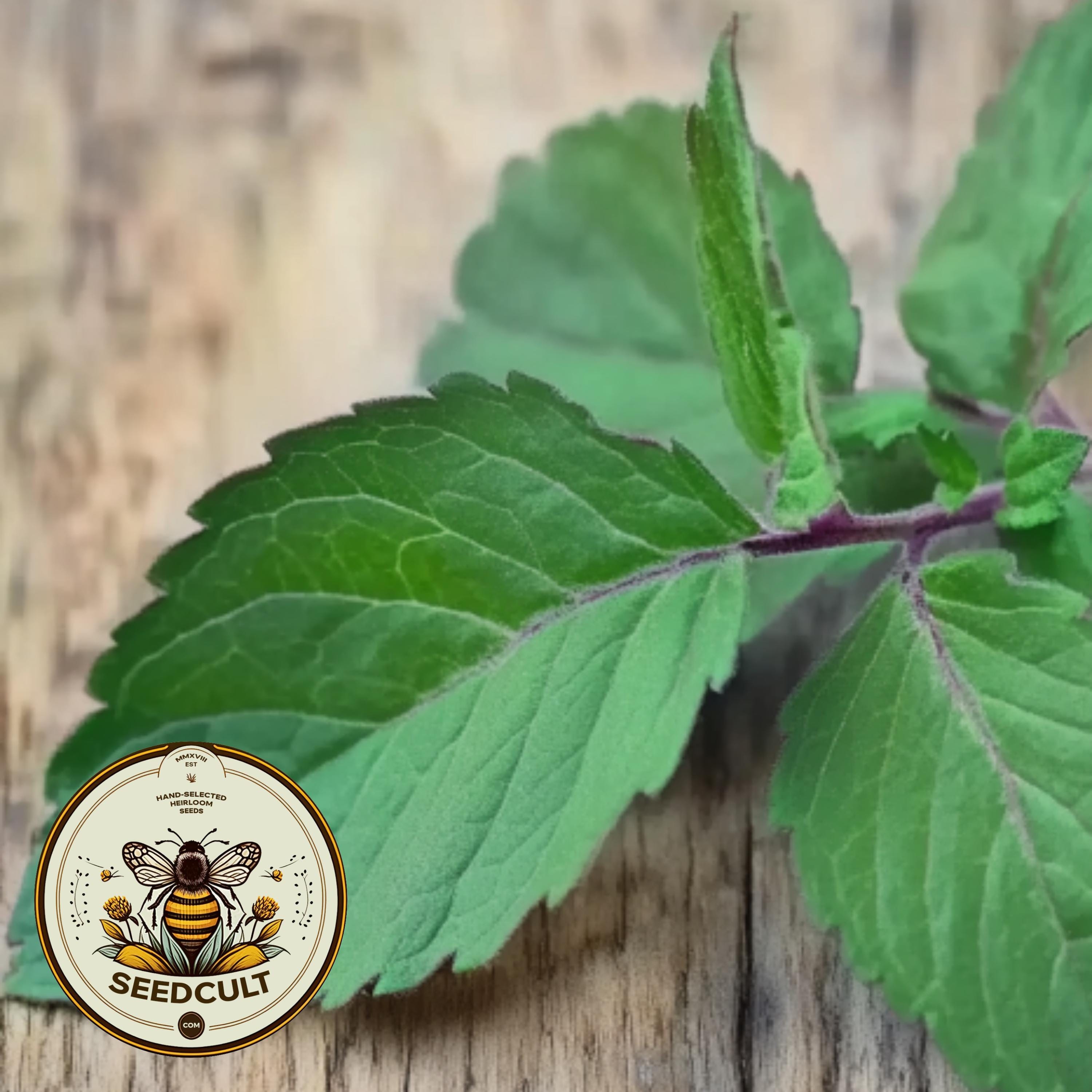 Organic Holy Basil Seeds, Kapoor Tulsi, Ocimum Africanum OC101C
