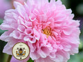 Double Click Rose Bon Bon Cosmos Seeds, Cosmos Bippinatus CO1625