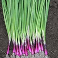 Apache Scallion Seeds, Purple Sweet Bunching Onion, Fast Grower, Allium AL4150