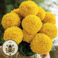 Giant Yellow Marigold Seeds, African, Discovery, Tagetes Erecta TG4925