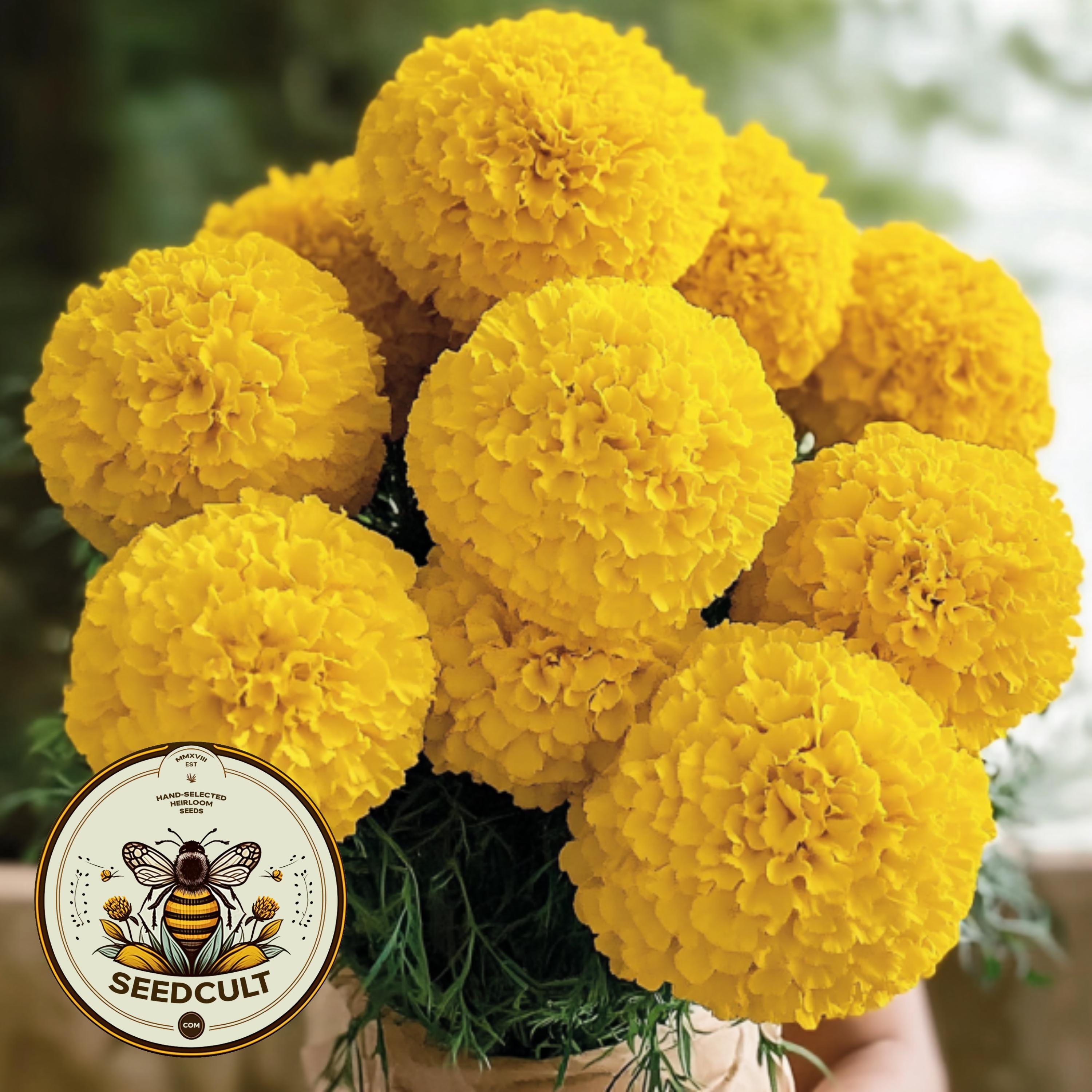 Giant Yellow Marigold Seeds, African, Discovery, Tagetes Erecta TG4925