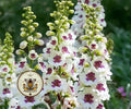 WEDDING CANDLES MULLEIN