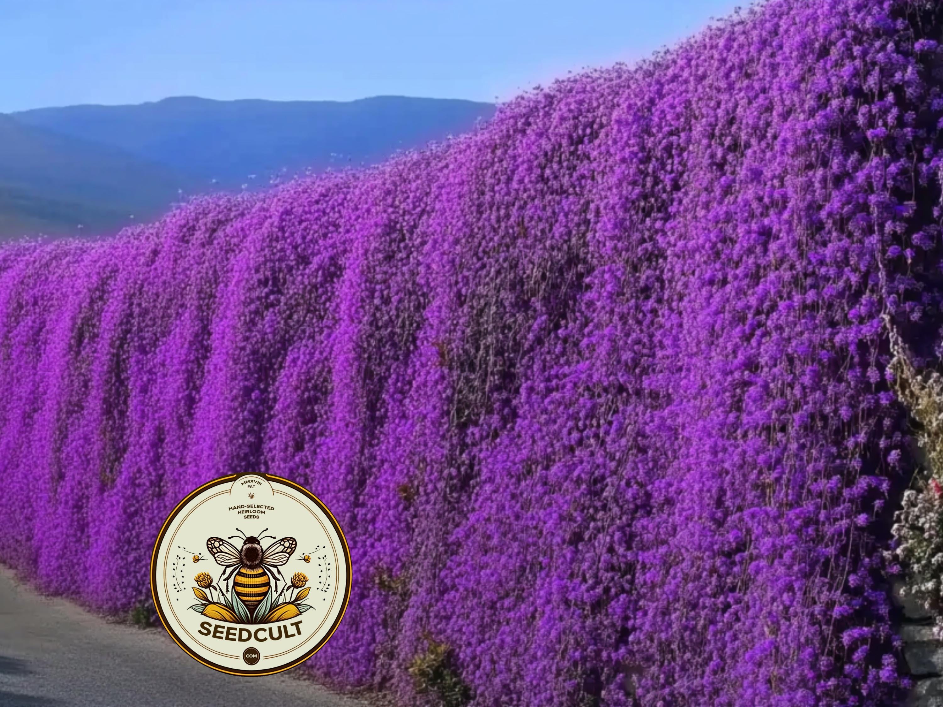 500+ Purple Rockcress Seeds, Aubrieta Whitewall Gem, Rock Wall, Ground Cover, Hanging Basket, Aubrieta Hybrida, AU015C