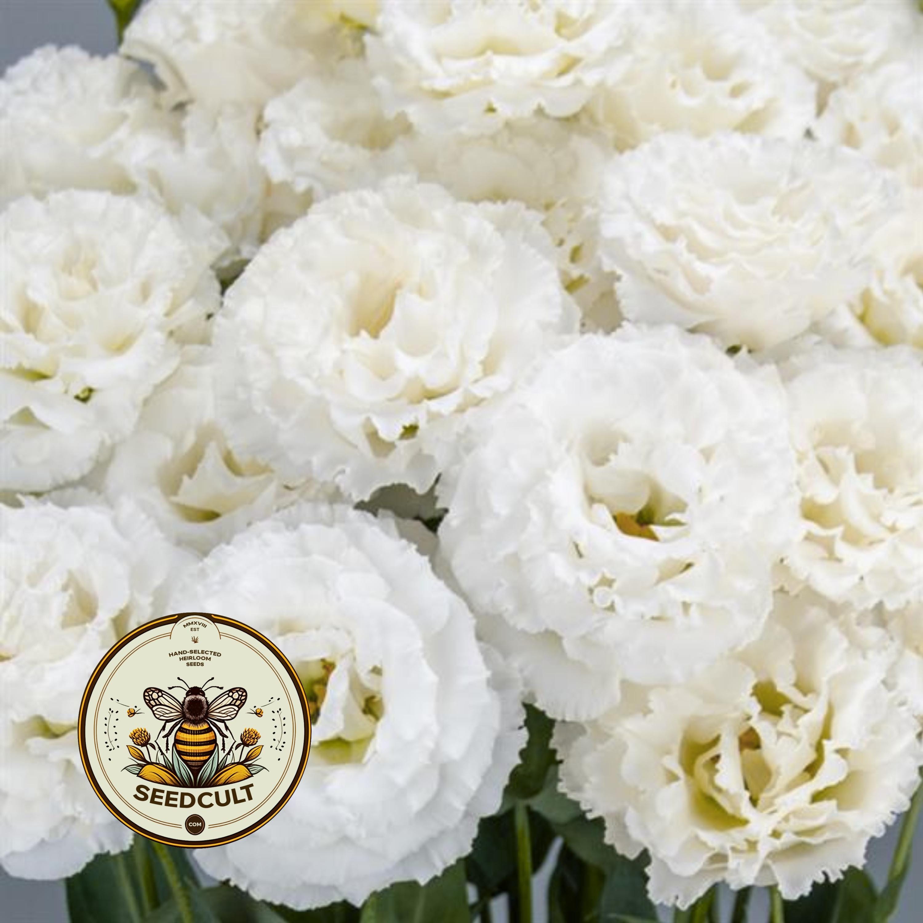 NEW! Celebrity Crystal Lisianthus, Ruffled Celebrity III, Cut Flowers, Eustoma Grandiflorum, EU5720P