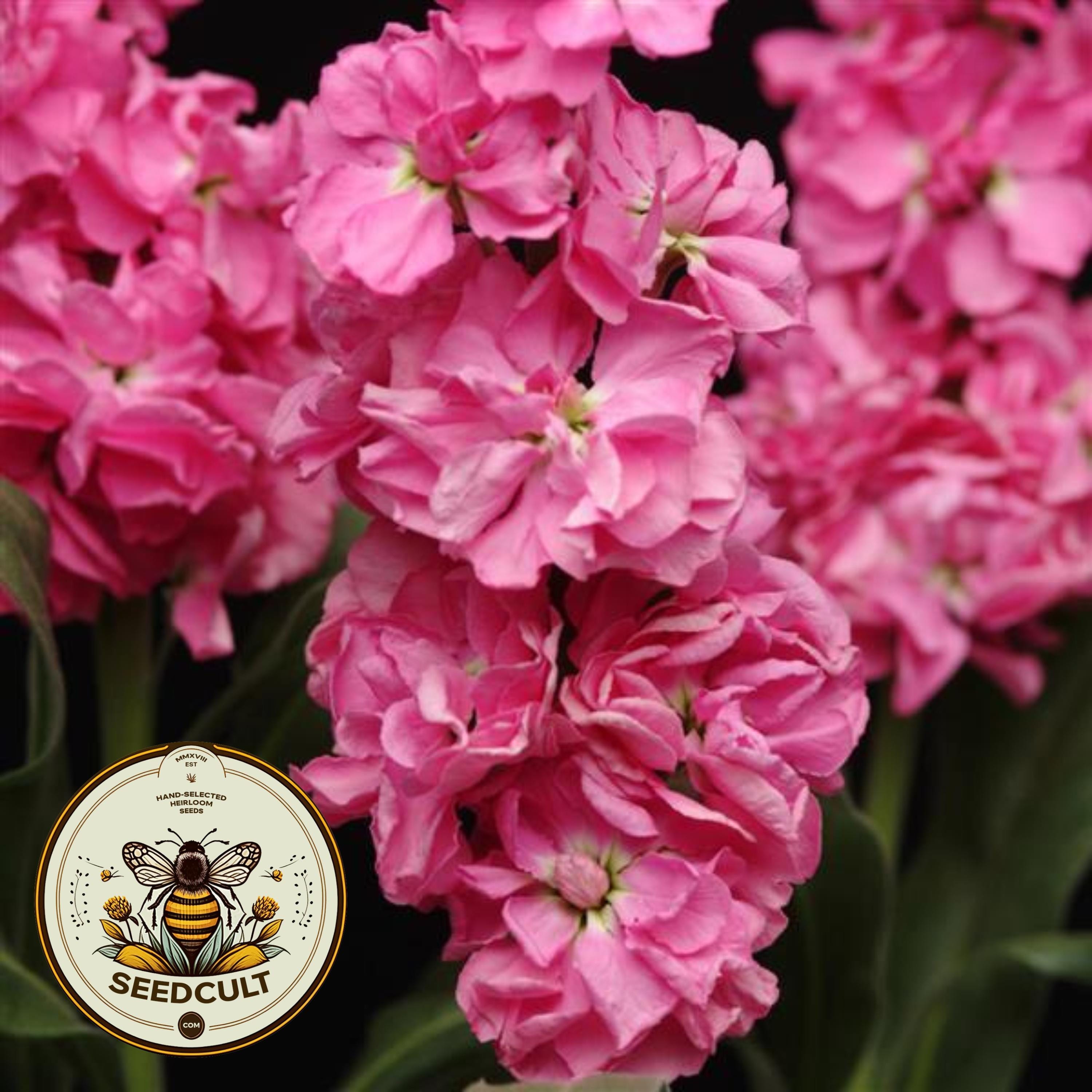 50 Katz Pink Stock Seeds, Highly fragrant Column Stock, Matthiola Incana MA1450