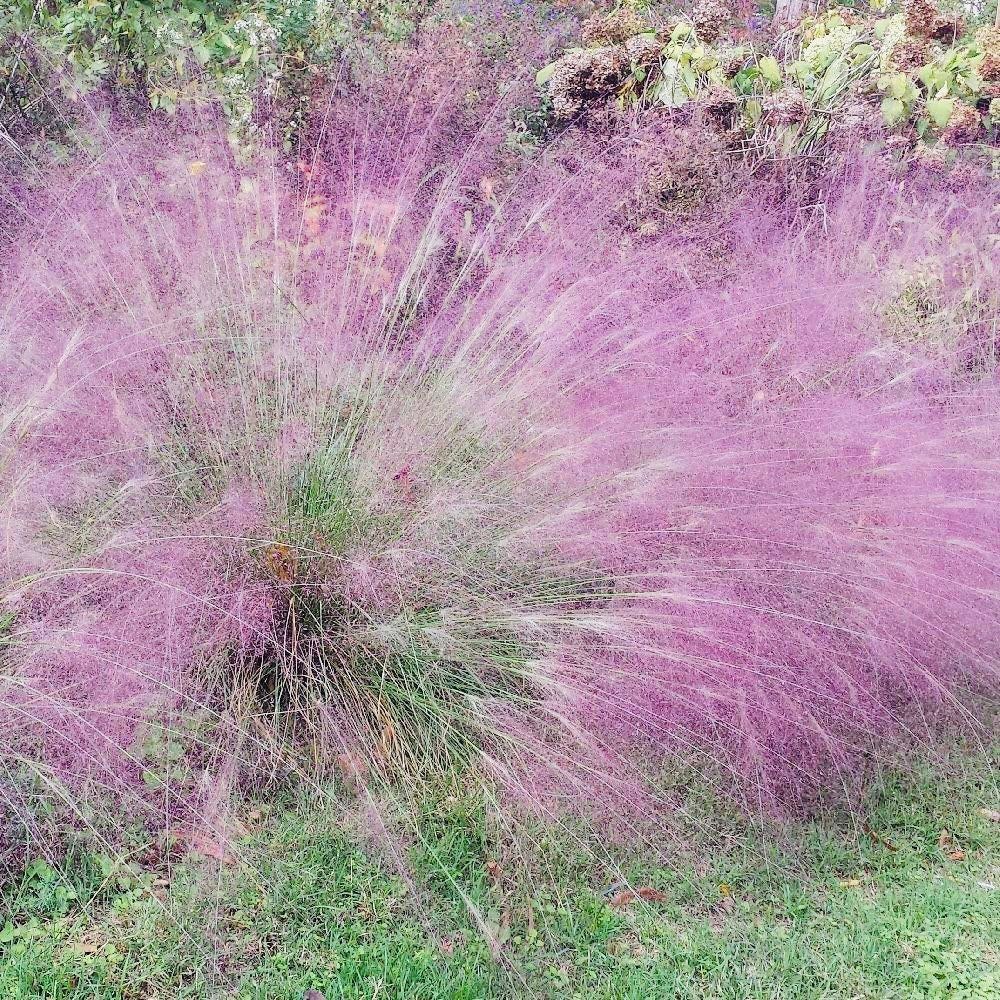 Bulk Purple Love Grass Seeds, Eragrostis Spectabilis ER405C