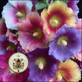 JAMBOREE HALO HOLLYHOCK
