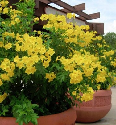 Texas Yellow Bell Bush, Gold Star Esperenza, Trumpet flower, Yellow Elder, Tecoma Stans Seeds TS0120