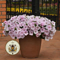 NEW! Easy Wave Pink Pearl Petunia Seeds, Pelleted for easier sowing and germination, Petunia Hybrida PE8910P