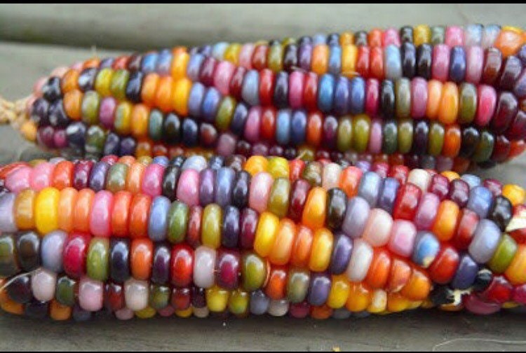 Organic Glass Gem Corn Seeds, Zea Mays, ZM0725