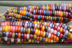 Organic Glass Gem Corn Seeds, Zea Mays, ZM0725