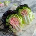 Intred Lettuce, Pink Red and Purple, Black, Lactuca Sativa LC0450