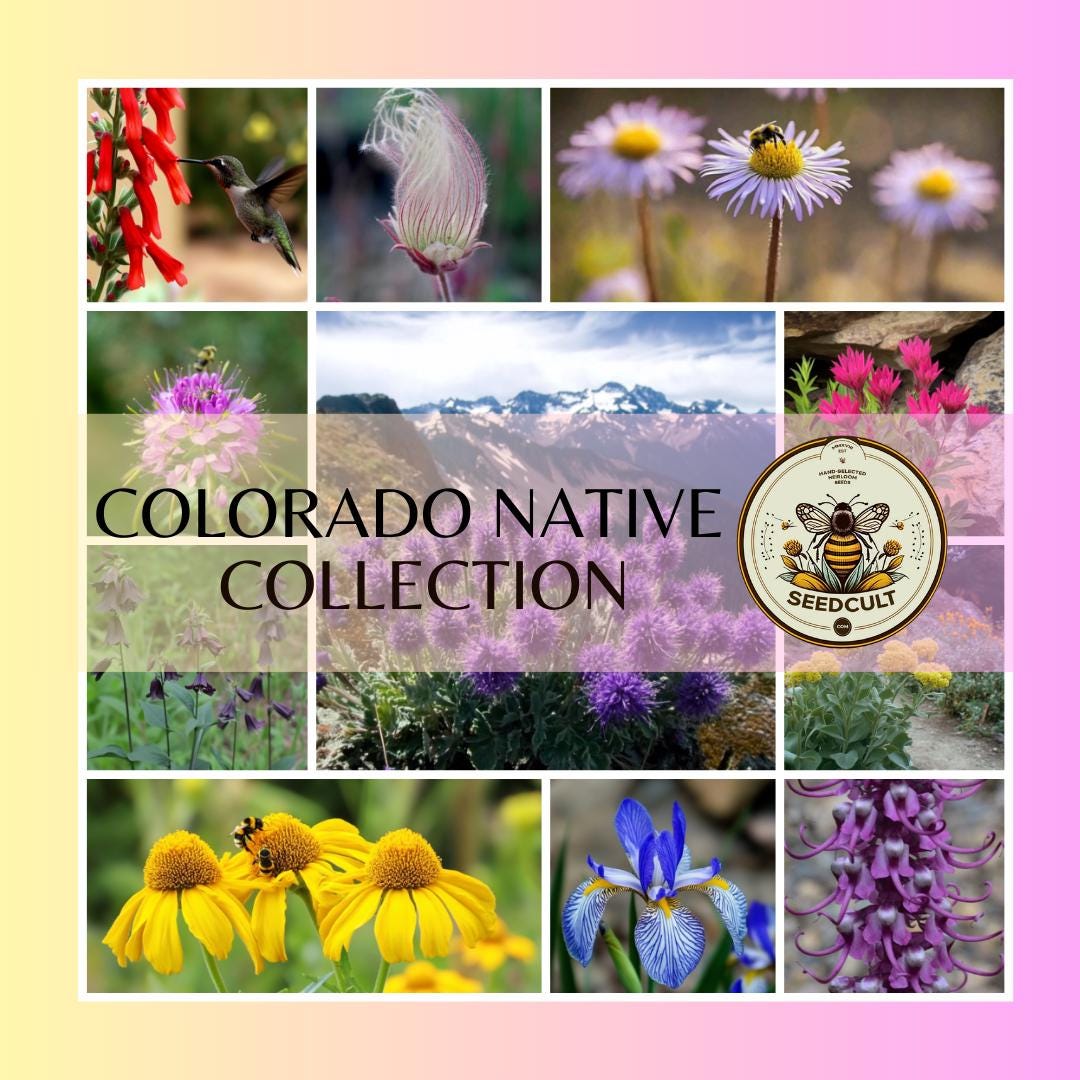 Colorado Native Seed Collection, Gift Box, 19 Individual packs, FREE SHIPPING, 02OC19
