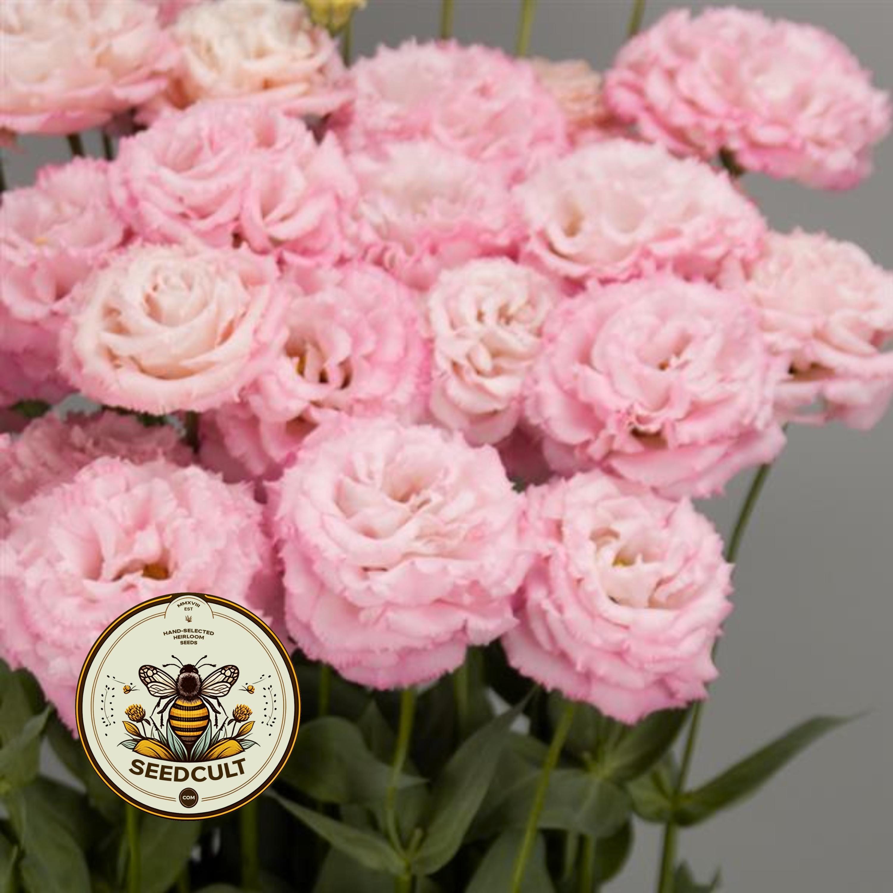 NEW! Celebrity Mimi Pink Lisianthus, Ruffled Celebrity II, Cut Flowers, Eustoma Grandiflorum, EU5520P