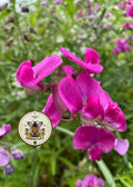 Utah Sweetvetch Seeds, US and Canadian Native, Hedysarum Boreale HE4025