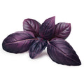 Bulk Organic Dark Opal Purple Basil Seeds, Ocimum Basilicum OC091C