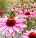 Bulk Organic Echinacea Seeds, Purple Coneflower, Medicinal Plants, Flowers, Herbs EC011C