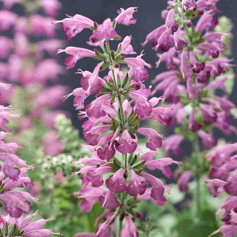 Lavender Summer Jewel Sage Seeds, Butterfly and Hummingbird Magnet, Tropical Sage, Salvia Coccinea SA1325