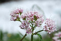 Bulk Valerian seeds, Valeriana Officinalis, medicinal plants VA011C