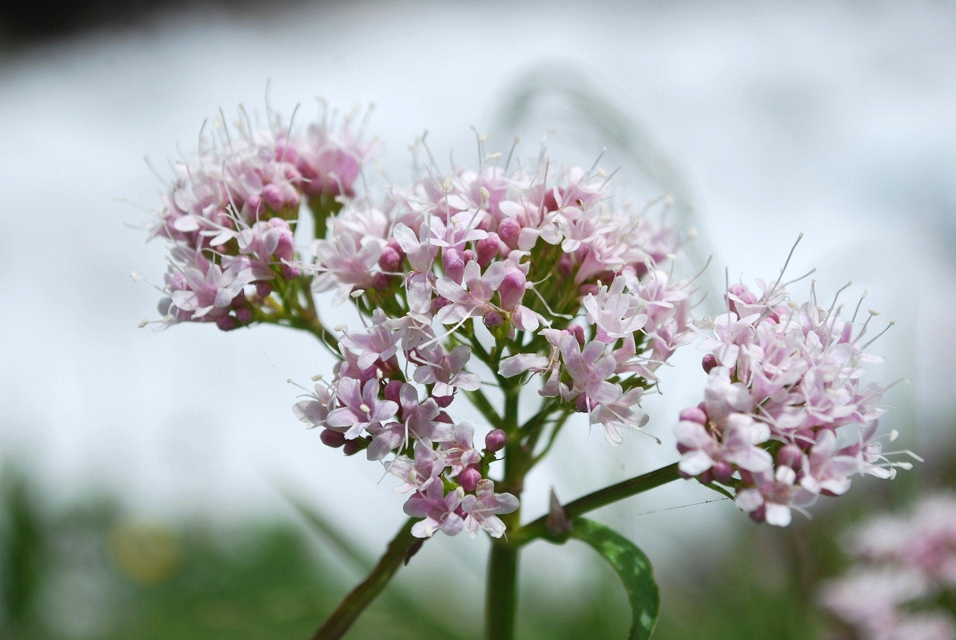 Bulk Valerian seeds, Valeriana Officinalis, medicinal plants VA011C