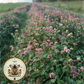 Rare Native Buffalo Clover Seeds, Trifolium Reflexum, Southeastern, Northeastern, MIdwest, US and Canadian Native TR0550