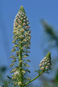 Wild Mignonette Seeds, Fragrant flowers, Reseda Lutea, RE0150