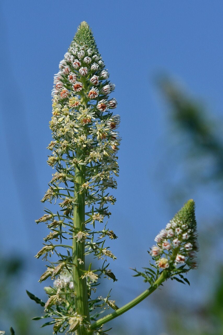Wild Mignonette Seeds, Fragrant flowers, Reseda Lutea, RE0150