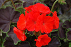 Black Velvet Red Geranium Seeds, 10 Coated Seeds PZ4110