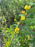 50 Partridge Pea Seeds, US Native Wildflower, Chamaecrista Fasciculata, Cassia Fasciculata CA6150