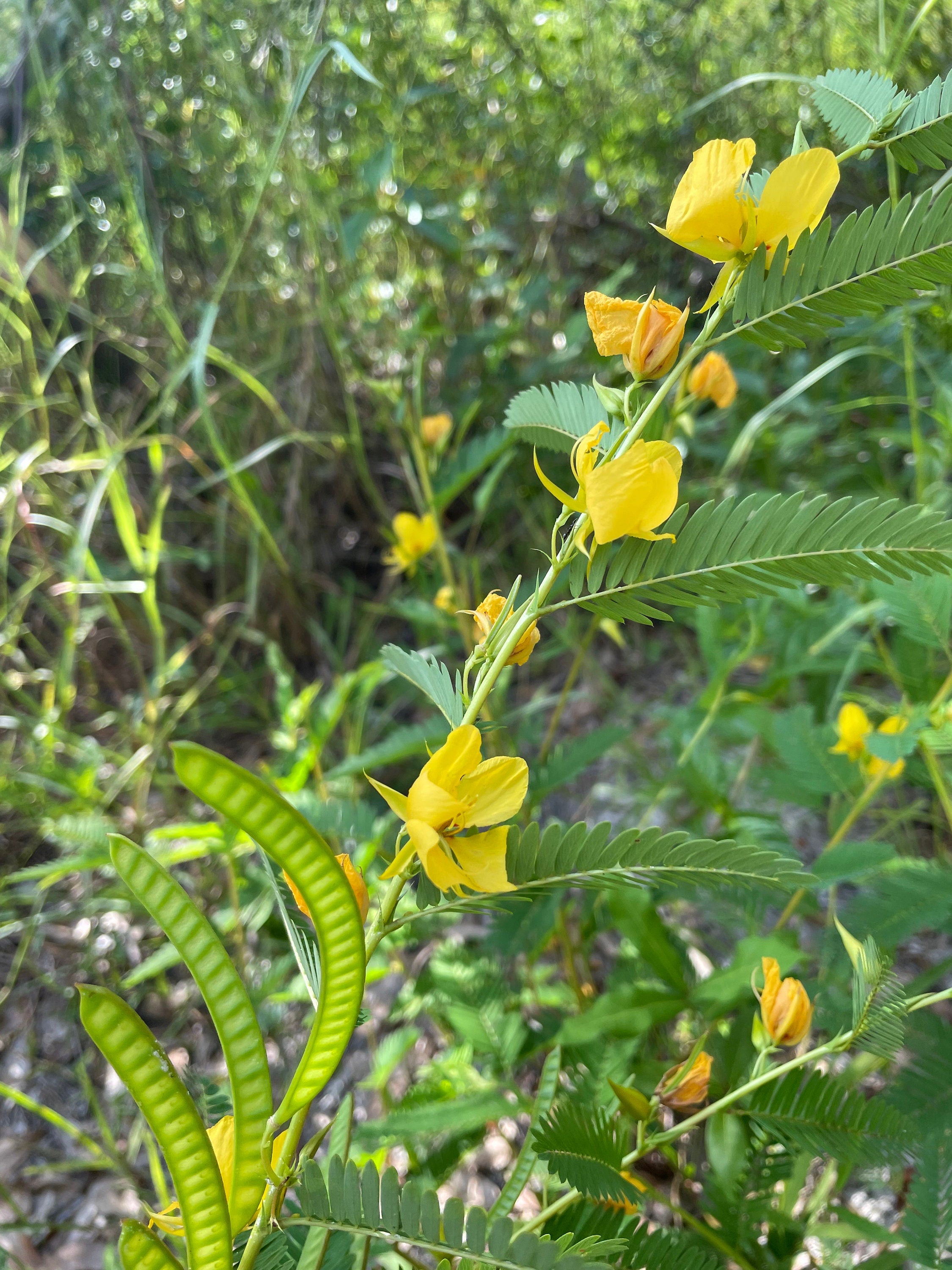 50 Partridge Pea Seeds, US Native Wildflower, Chamaecrista Fasciculata, Cassia Fasciculata CA6150