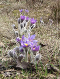 10 Pasque Flower Seeds, US Native, Pulsatilla Patens, PU2010