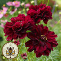 Double Click Cranberries Cosmos Seeds, Cosmos Bippinatus CO1425