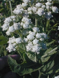Wild Quinine Seeds, American Feverfew, Parthenium Integrifolium PA4050