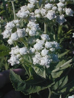 Wild Quinine Seeds, American Feverfew, Parthenium Integrifolium PA4050