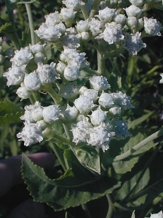 Wild Quinine Seeds, American Feverfew, Parthenium Integrifolium PA4050