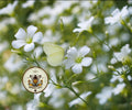 NEW! Showy Baby's Breath Seeds, Annual Gypsophila Elegans, GY505C