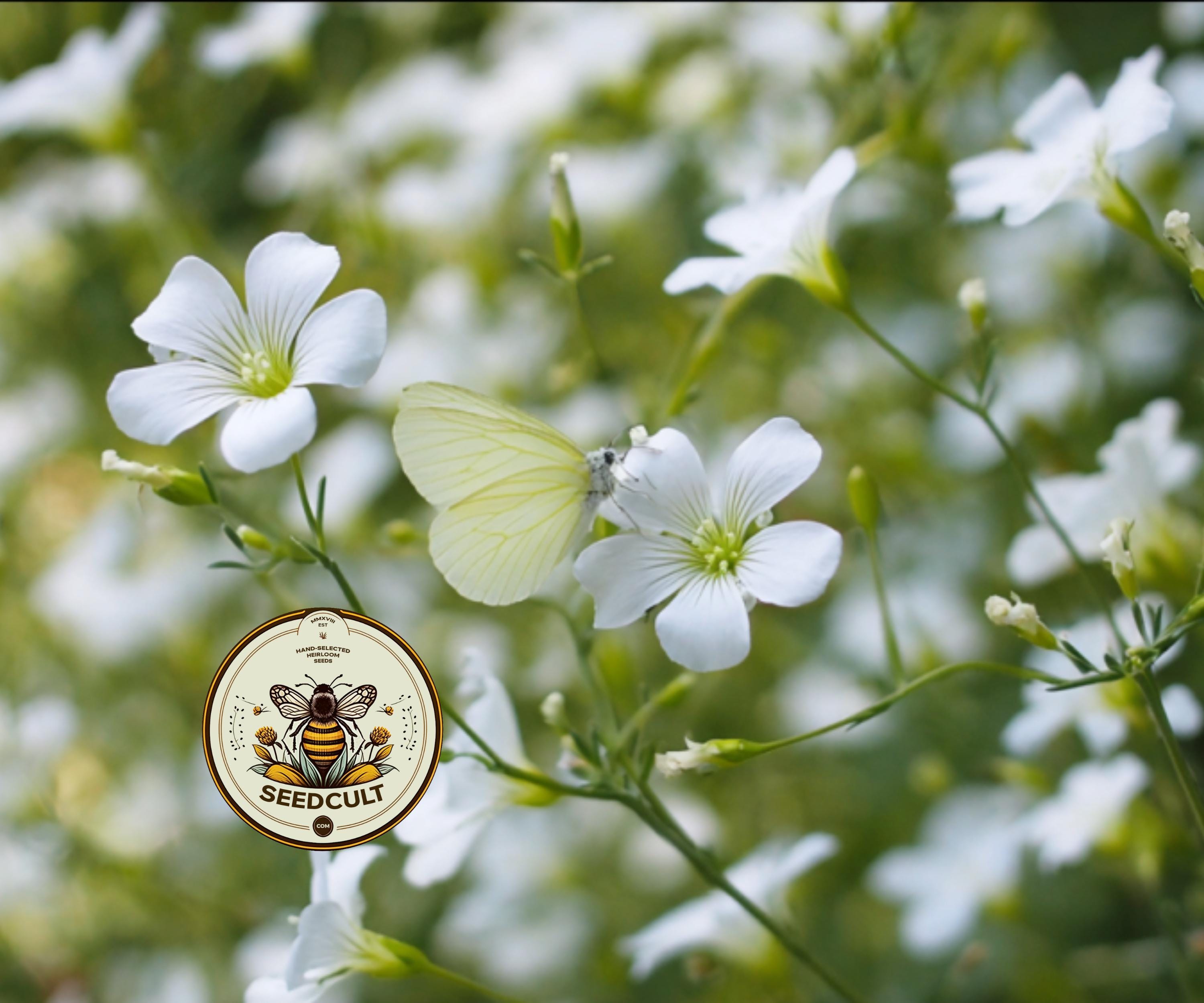 NEW! Showy Baby's Breath Seeds, Annual Gypsophila Elegans, GY505C