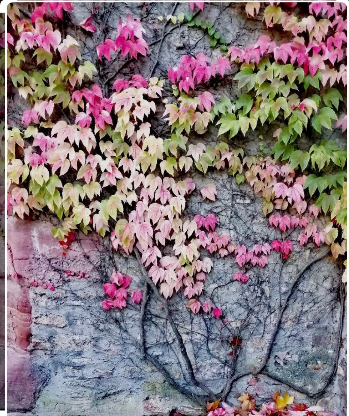 Boston Ivy Seeds, Parthenocissus Tricuspidata PT0110