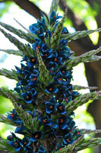 Sapphire Tower Seeds, Bromeliad Puya Alpestris, PU0110