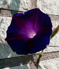 Rare Black Knight Morning Glory Seeds, Kniolas, Ipomoea Purpurea IP0110