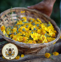 Dyer's Chamomile Seeds, Natural Dye Source, Golden Marguerite, Ox-Eye Chamomile, Cota Tinctoria, Anthemis Tinctorium AN011C