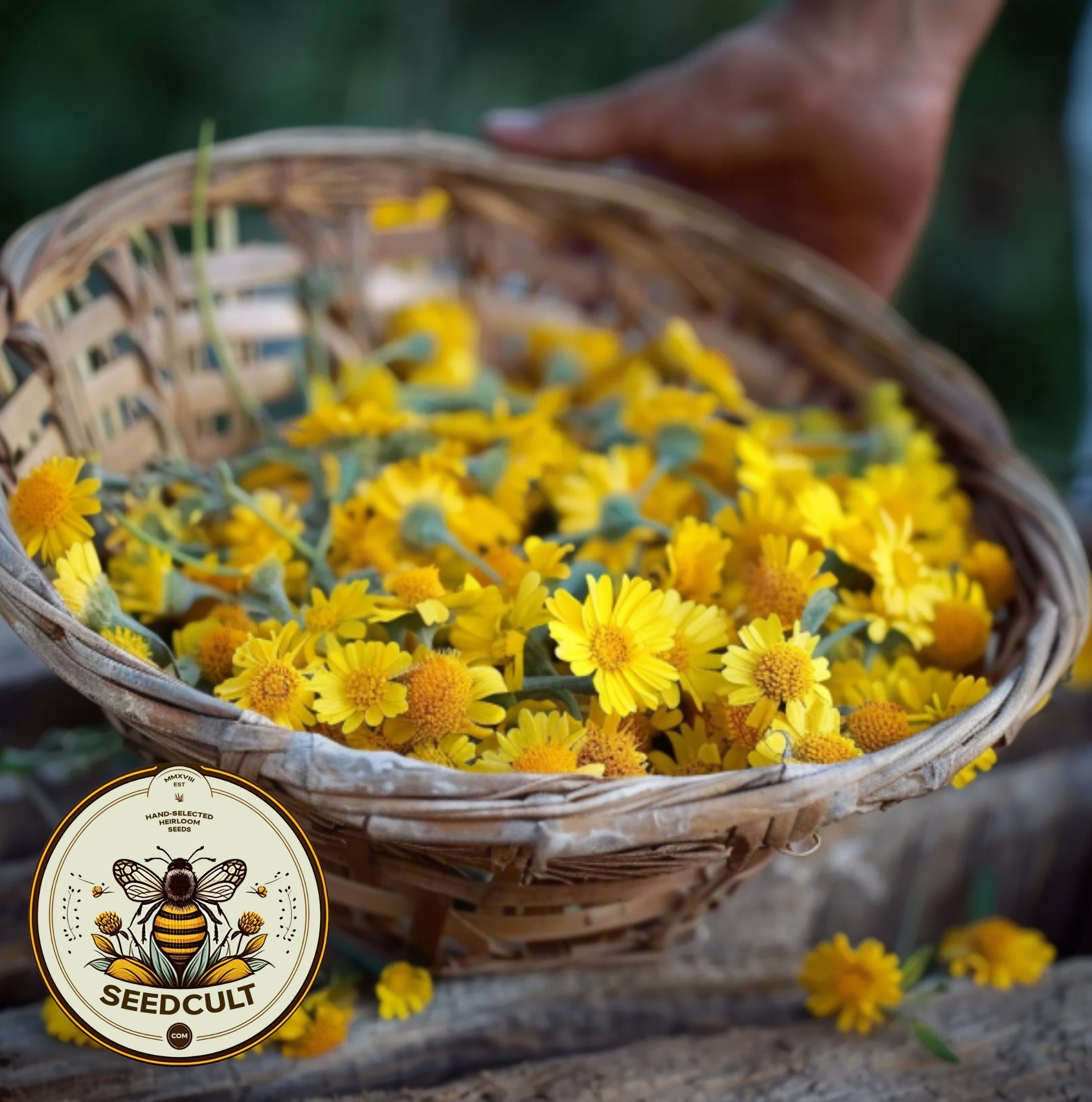 Dyer's Chamomile Seeds, Natural Dye Source, Golden Marguerite, Ox-Eye Chamomile, Cota Tinctoria, Anthemis Tinctorium AN011C
