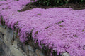 5000 Creeping Thyme Seeds, Thymus serpyllum TH205M