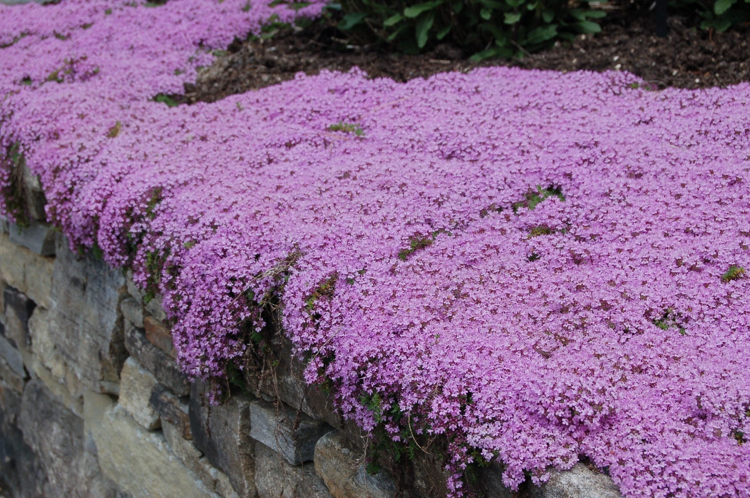 5000 Creeping Thyme Seeds, Thymus serpyllum TH205M