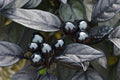 Black Pearl Hot Pepper Seeds, Edible Ornamental, Capsicum Annuum CH1510